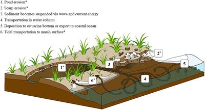 Refining Estimates of Greenhouse Gas Emissions From Salt Marsh “Blue Carbon” Erosion and Decomposition